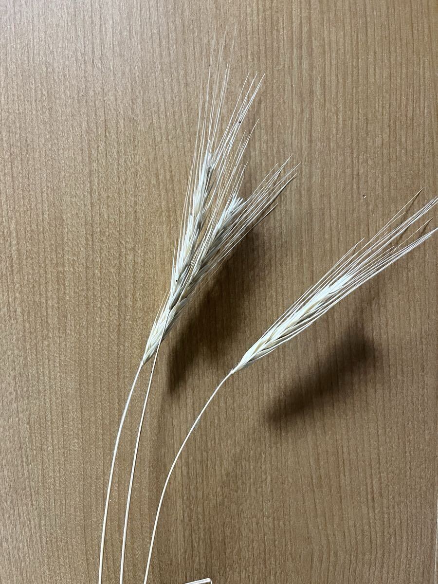 綺麗な穂が付く ライ麦の種 100粒♪♪拍卖