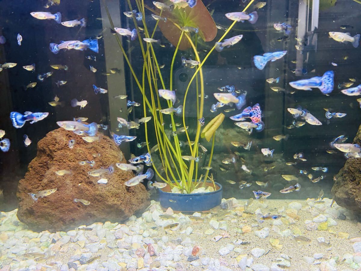 グッピー 20尾 熱帯魚 雄雌大きさランダム オマケ拍卖