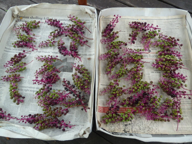 ◎リース素材 ヨウシュヤマゴボウ 60房 11/13採取 拍卖