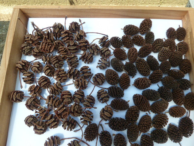 〇リース素材 ヤシャブシ 50個 メタセコイアの実 50個拍卖