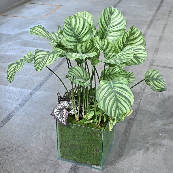 ★EMILIO ROBBA 9万「ギャザリング・カラテア」フェイクグリーン ガラス 鉢付き 観葉植物 造花 リビング ダイニング 店舗装飾拍卖