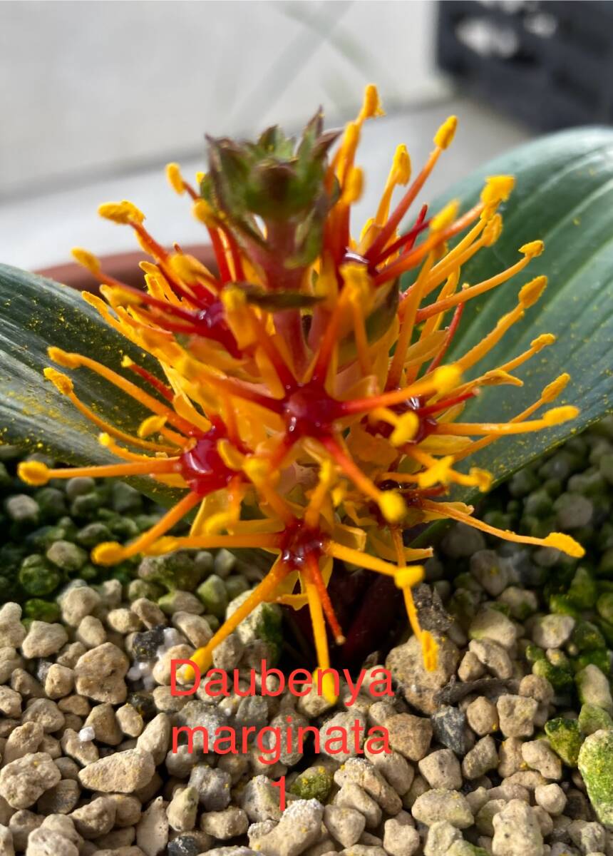 球根種子 ダウベンヤ・マルギナタ Daubenya marginata 10粒単位拍卖