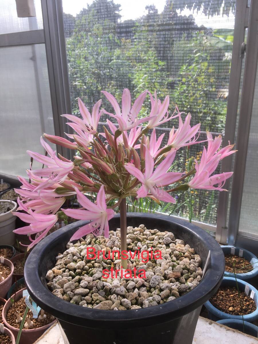 ② ブランスヴィギアハイブリット B. striata ♀ × B. gregaria ♂ 実生5年生拍卖