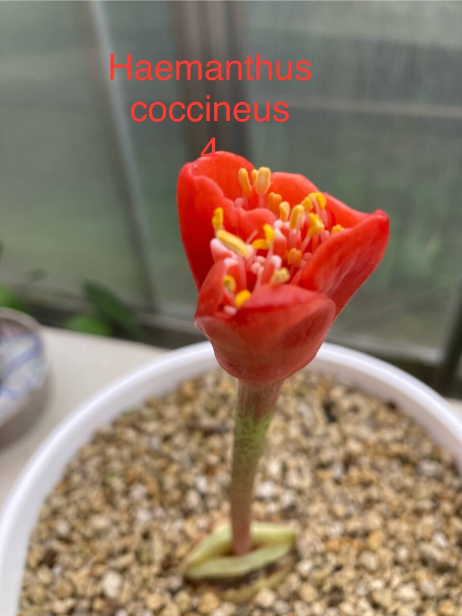 ② ハエマンサス・コッキネウス Haemanthus coccineus 1才苗拍卖