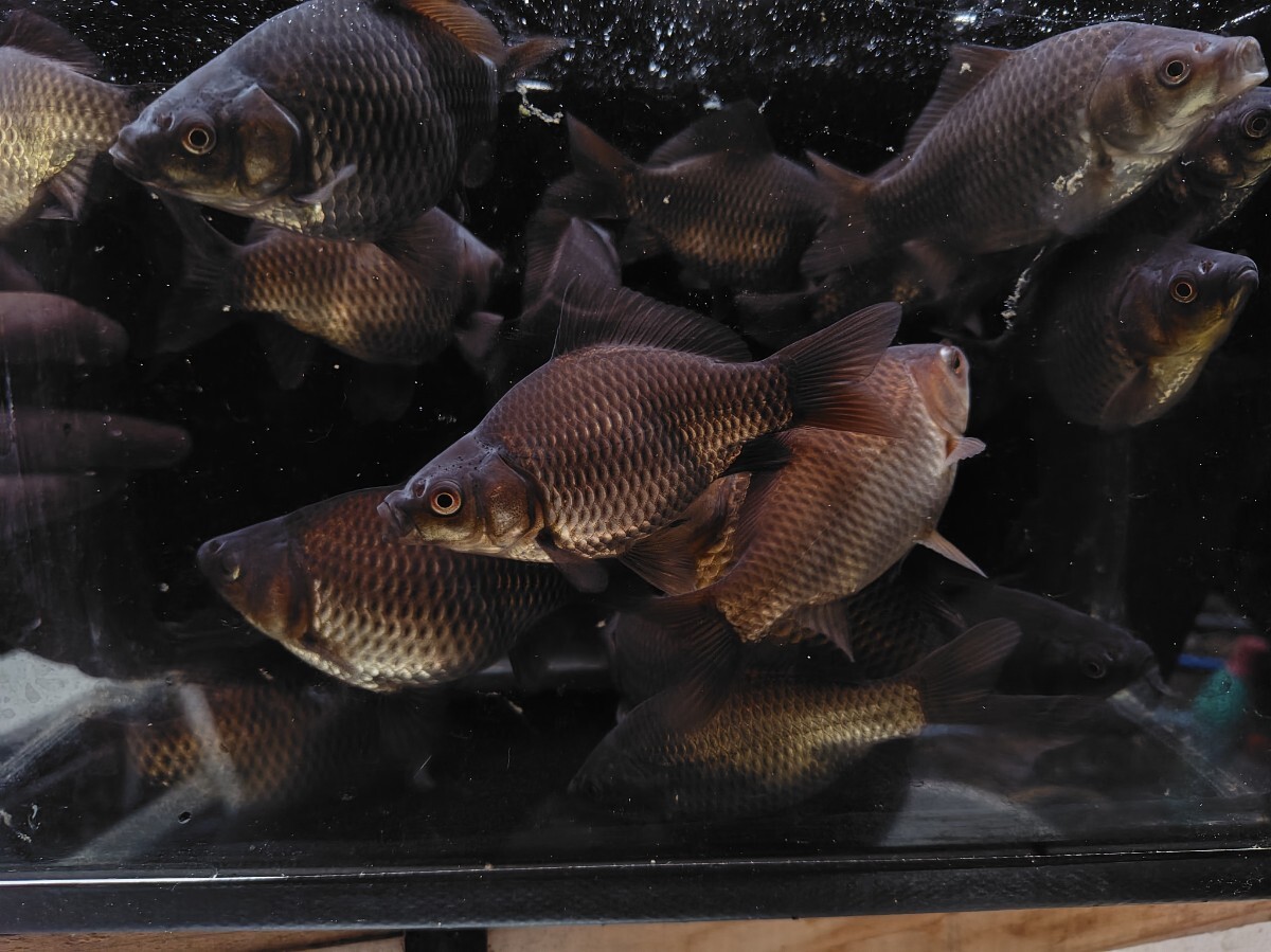 A-298◆◆背高和金◆◆2025.5孵化9.5〜11.5cm前後20匹 9日限定発送拍卖