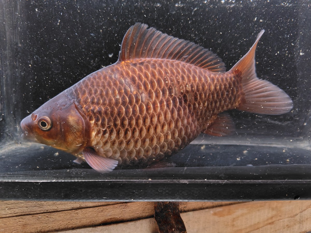 A-303極太◆◆背高和金◆◆2024.9孵化明け2歳19cm前後1匹9日限定発送拍卖