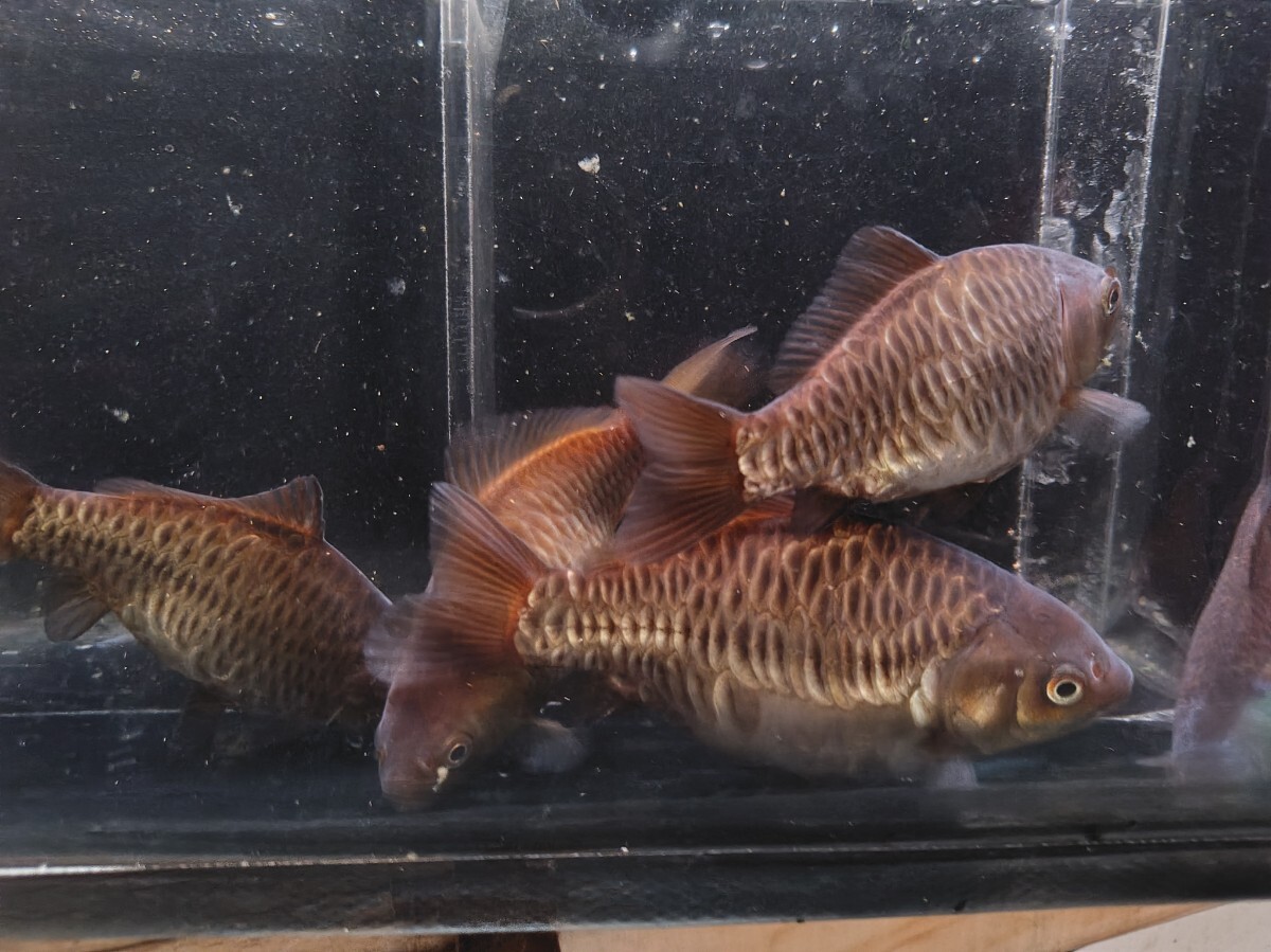 A-304◆◆ドラゴンスケール竜鱗和金◆◆2025.6.10孵化10.5〜12.5cm前後5匹 9日限定発送 拍卖