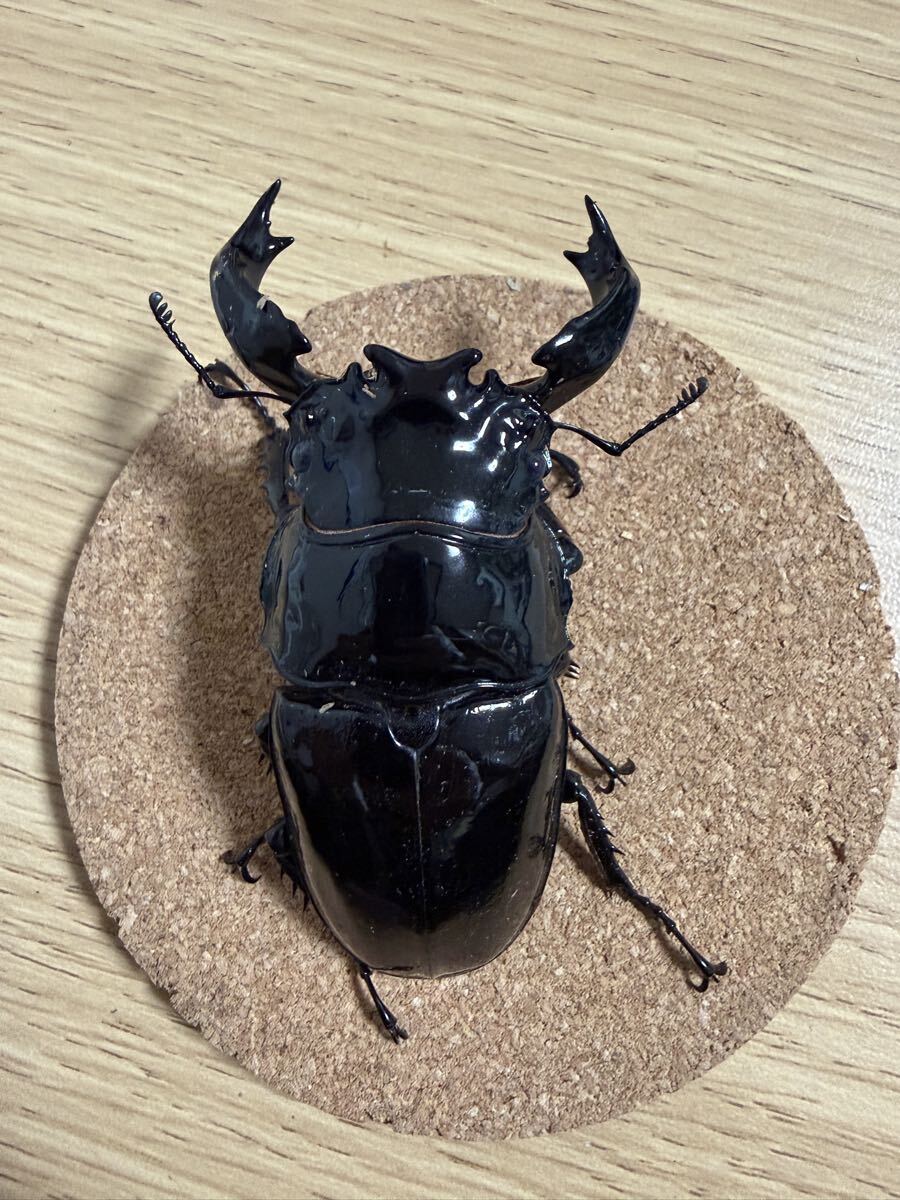 大型血統 タランドゥスオオツヤクワガタ 新成虫 オス単品 未後食 88.2ミリ拍卖