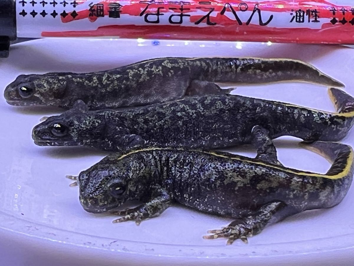 【ユニオンクシイモリ】 特級 3匹 黒勝ち ブラックグリーンスポット 黒豹拍卖