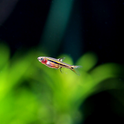 ★即決★ボララスウロフタルモイデス 10匹セット ラスボラウロフタルモイデス ウロフタルマ 熱帯魚拍卖