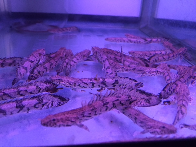 ★即決★ポリプテルスエンドリケリー 8cm前後★ 熱帯魚拍卖