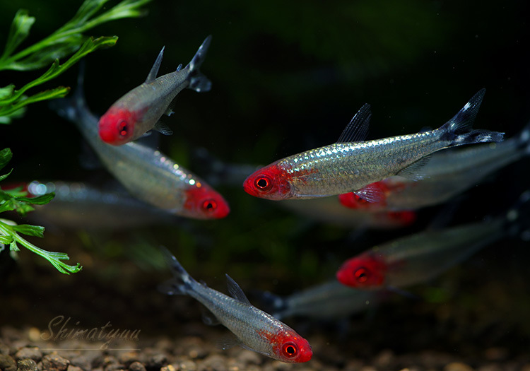 ★即決★ブリリアントラミーノーズテトラ5匹セット ダイヤモンドラミーノーズテトラ 熱帯魚拍卖