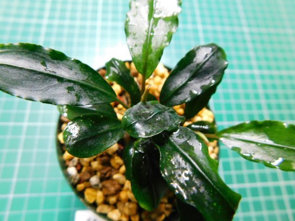 ◎4387TN139 (自家栽培)水草 ブセファランドラ Bucephalandra sp. Nanga mahap Sekadau拍卖