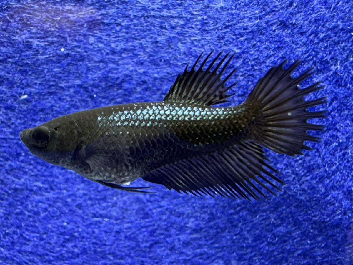 71 クラウンテールのF1メス 若魚3cm前後 自家繁殖個体 熱帯魚生体 ベタ拍卖