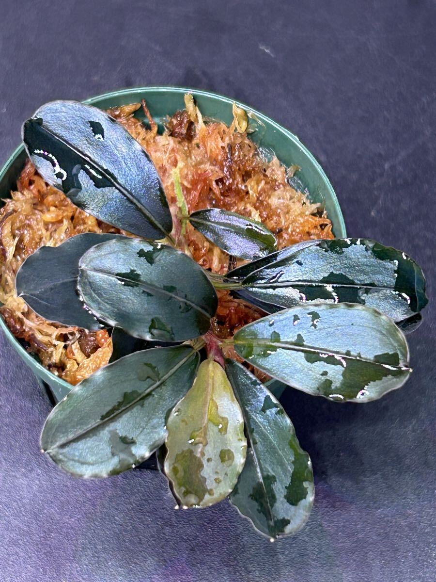 Bucephalandra sp. Blue Melon 水上株 ブセファランドラ ブルーメロン拍卖