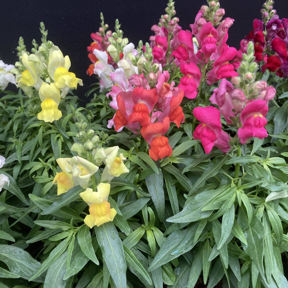 ★季節のガーデニング 数量2 キンギョソウ ミックス 10ポットセット拍卖