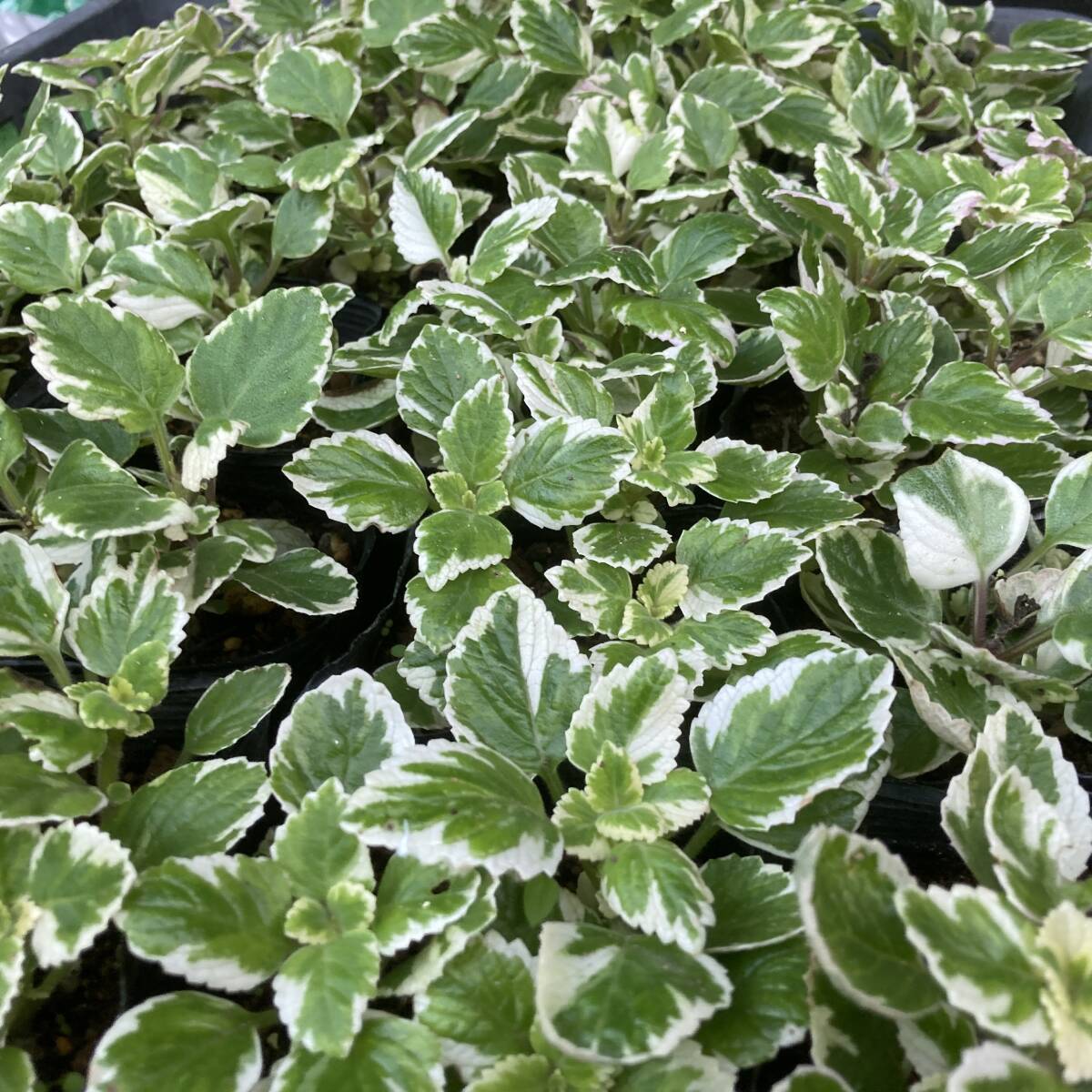 ★香りのガーデニング 数量3 斑入りアロマティカス 4ポット拍卖