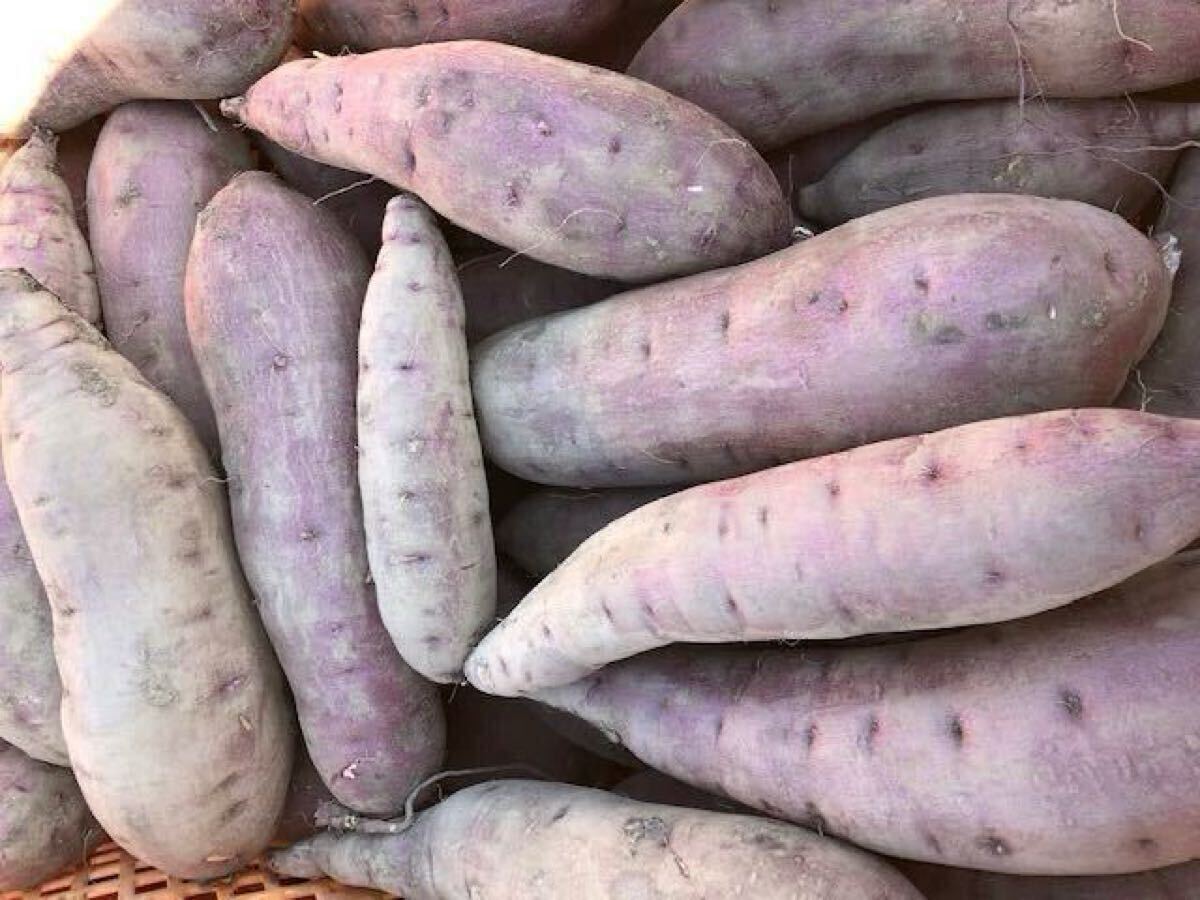 送料無料 訳あり茨城県産べにはるか5kg 限定値引き 定温熟成貯蔵完熟 30日以上熟成 焼き芋サイズ しっとりした甘さです。9/16収穫拍卖