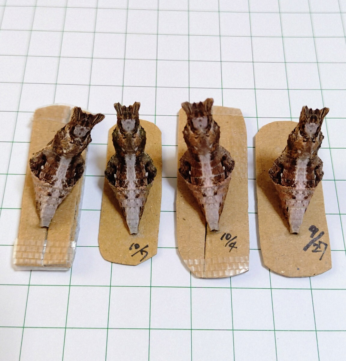 モンキアゲハ蛹 サナギ★越冬蛹★来春羽化予定★春型★台座付きで羽化不全や傷つきを防げます★日本最大級アゲハ★アゲハ/幼虫/北陸産//⑥拍卖