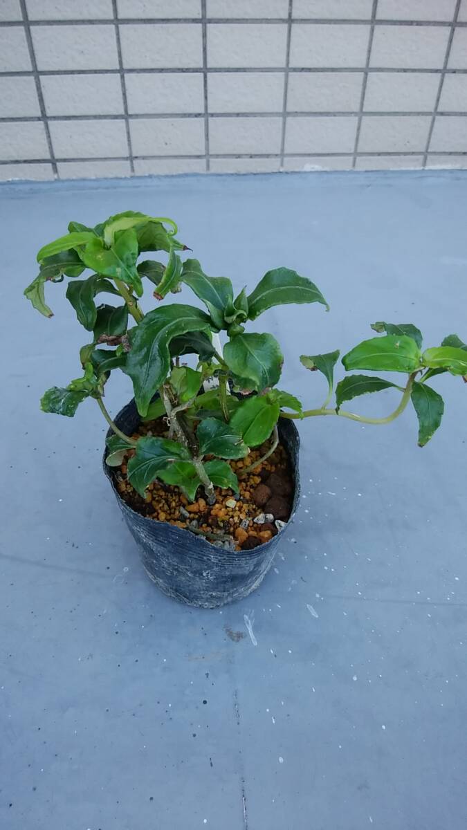 「ツル岩桐ソウ」/シダ・ラン・ユリ、山野草拍卖