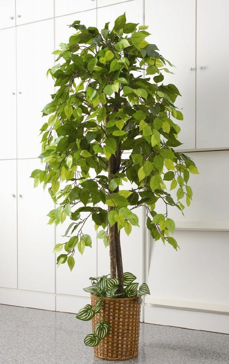 新品@フェイクグリーン 人工観葉植物 ベンジャミン TAN-609(おしゃれ 風水 引っ越し祝い プレゼント インテリア 造花 お手入れ不要)拍卖