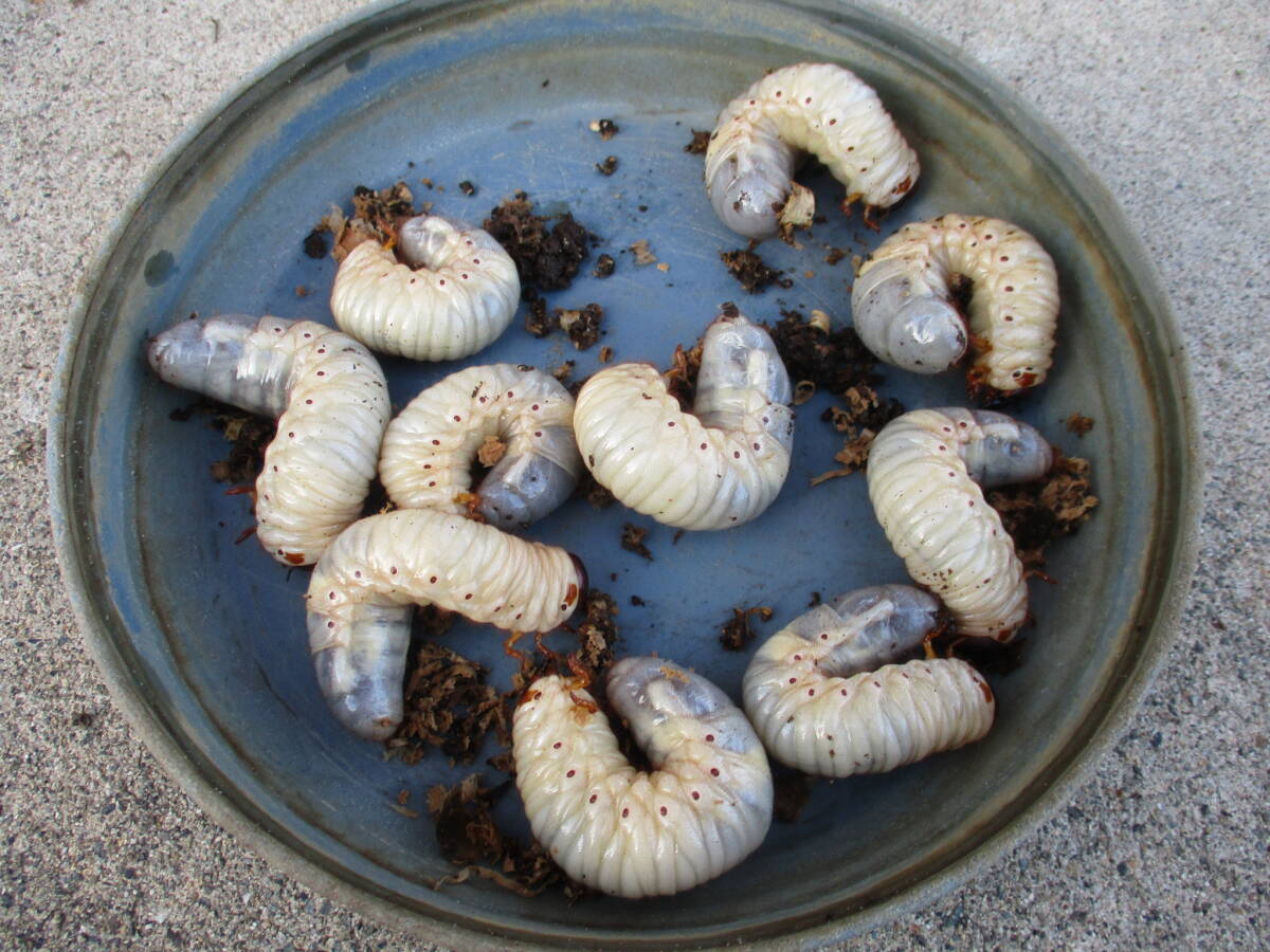 即決あり★岐阜県産★カブトムシの幼虫 10匹拍卖