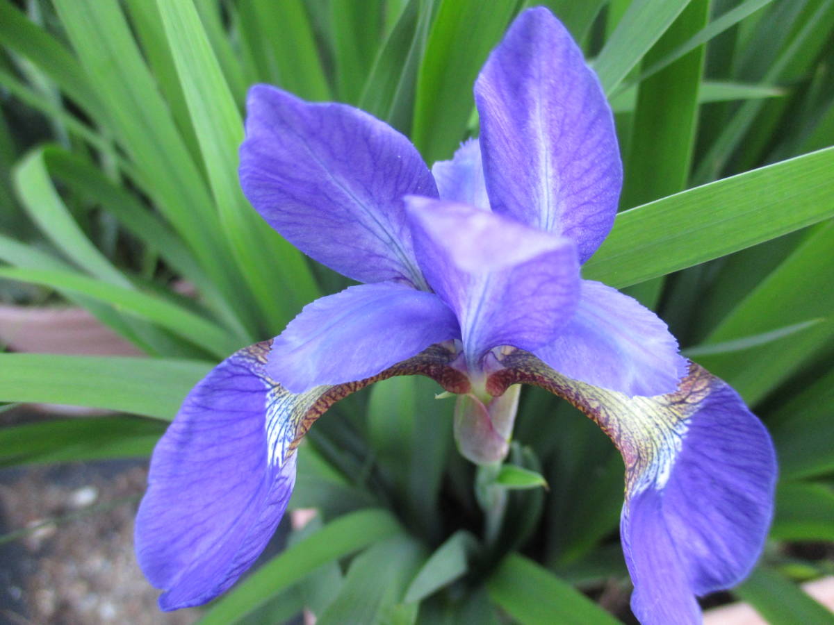 即決◆三寸アヤメ 紫 株分け苗 1株拍卖