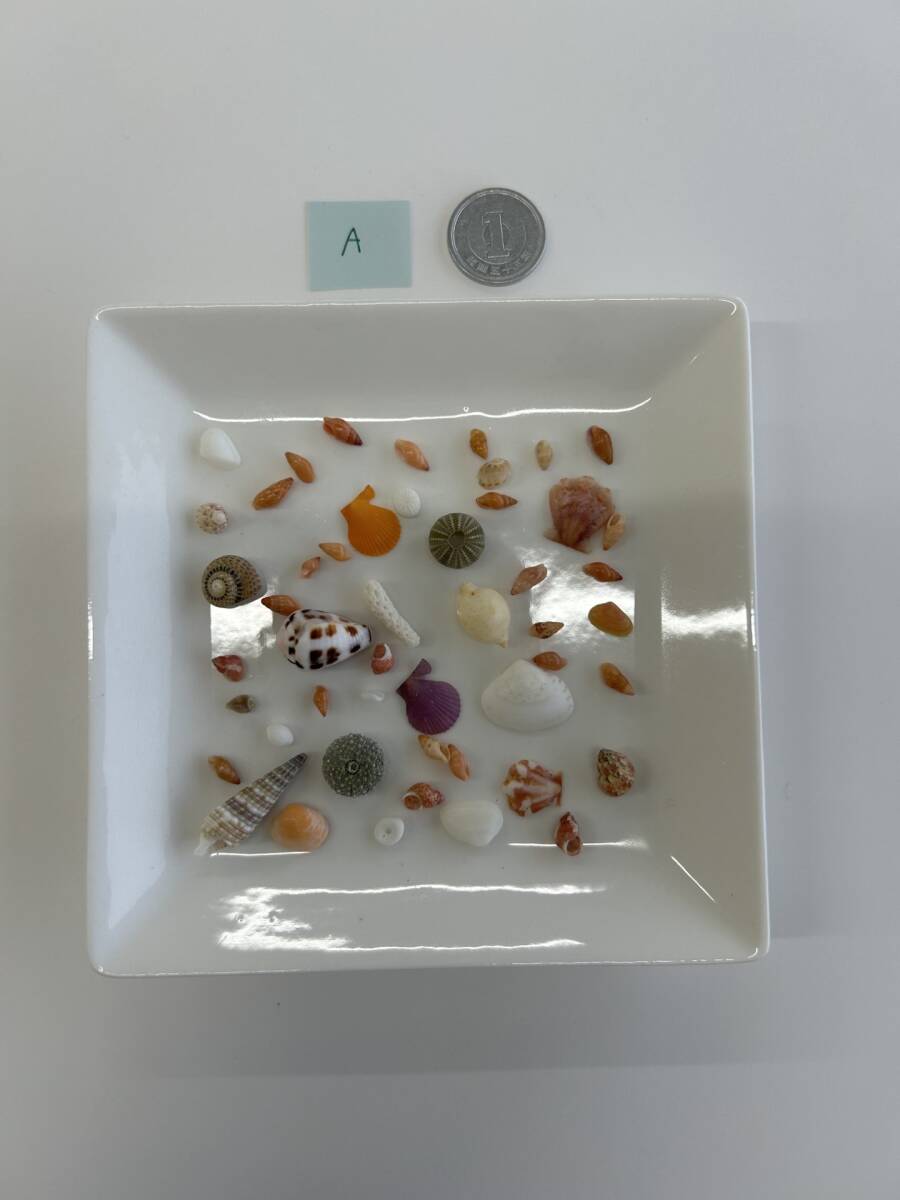 A 貝殻 シェル拍卖