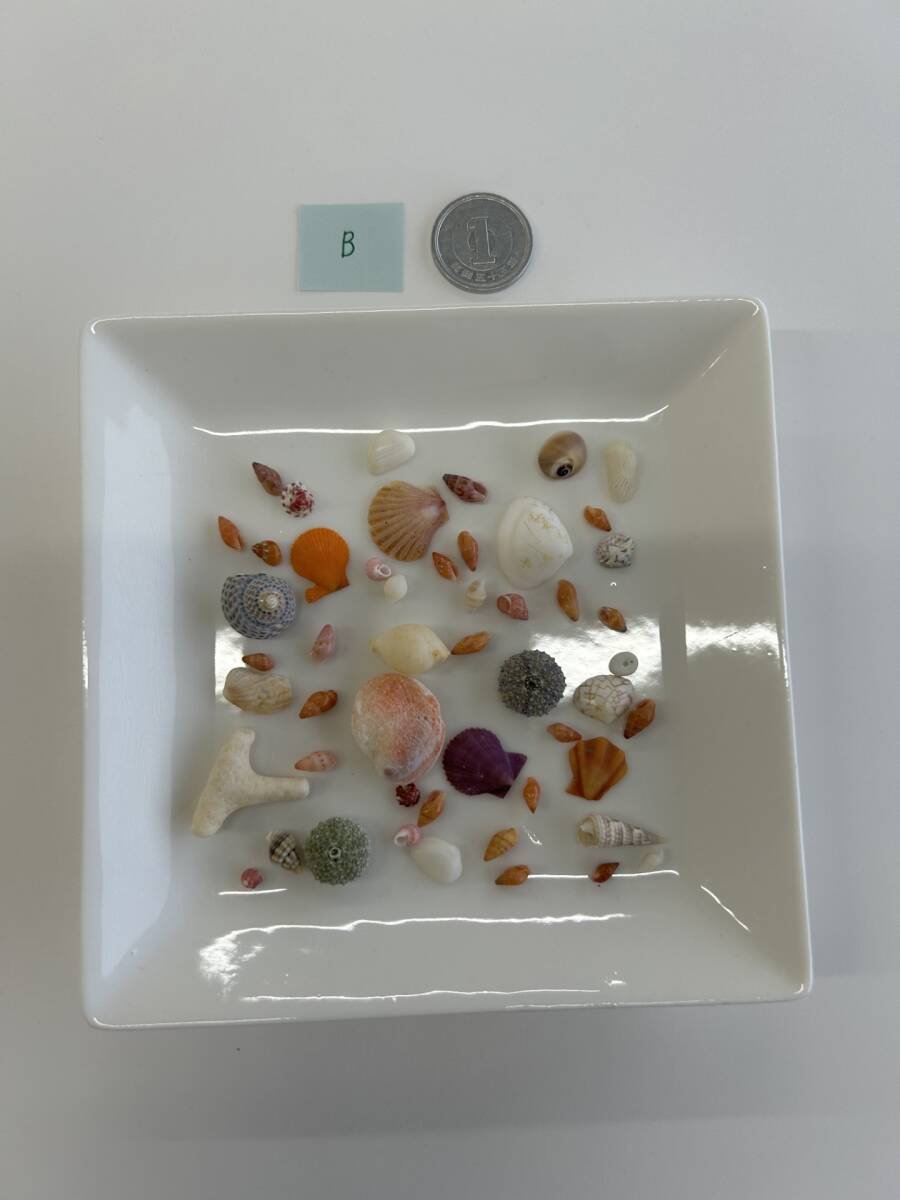 B 貝殻 シェル拍卖
