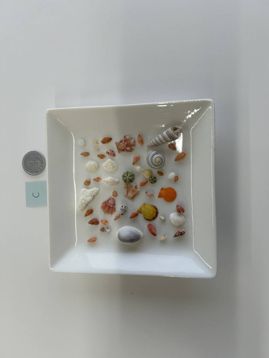 C 貝殻 シェル拍卖