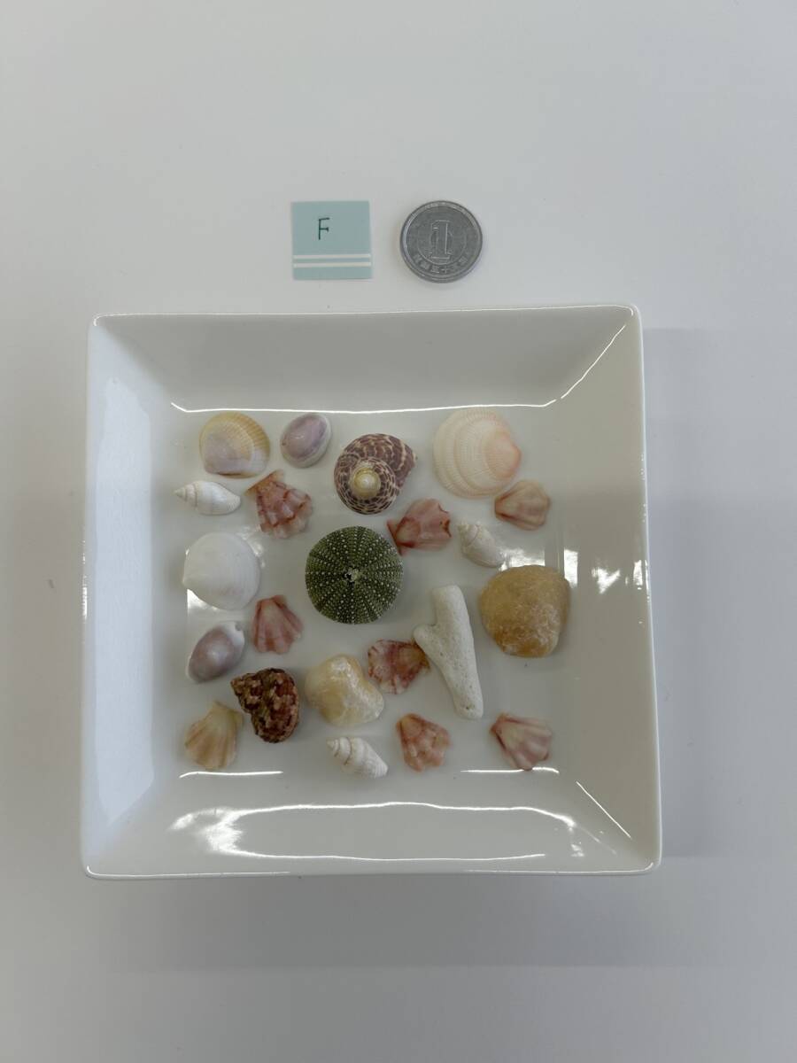 F 貝殻 シェル拍卖