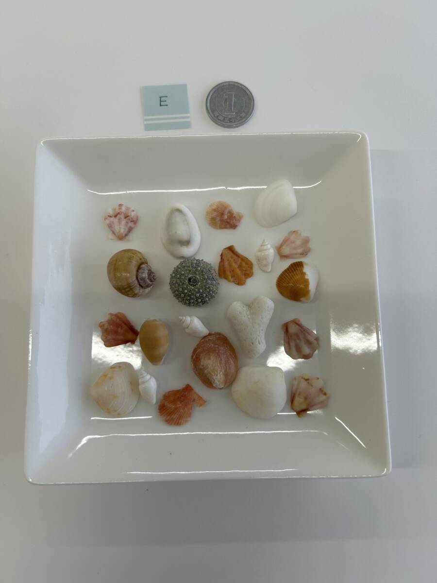E 貝殻 シェル拍卖
