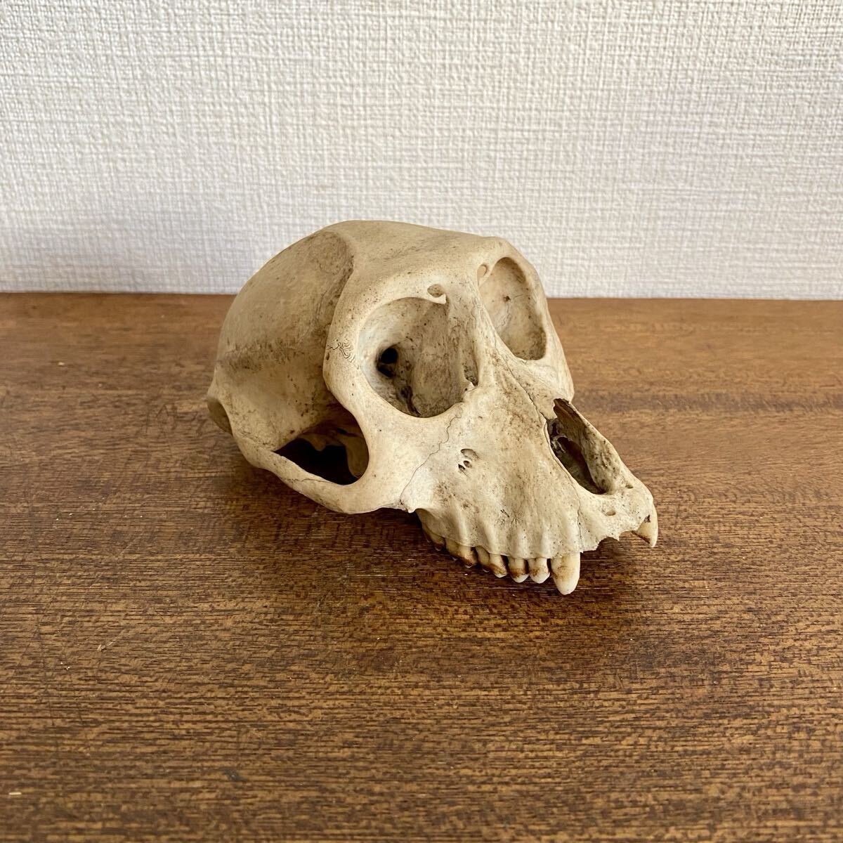 ヴィンテージ ニホンザル 頭骨 頭蓋骨 / 骨格標本 サル 猿 置物 下顎無し オブジェ拍卖