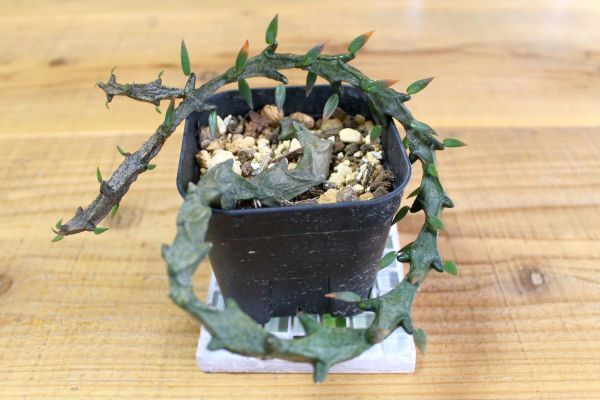 セロペギア ボッセリ(Ceropegia bosseri) ガガイモ 多肉植物 塊根 コーデックス A001拍卖