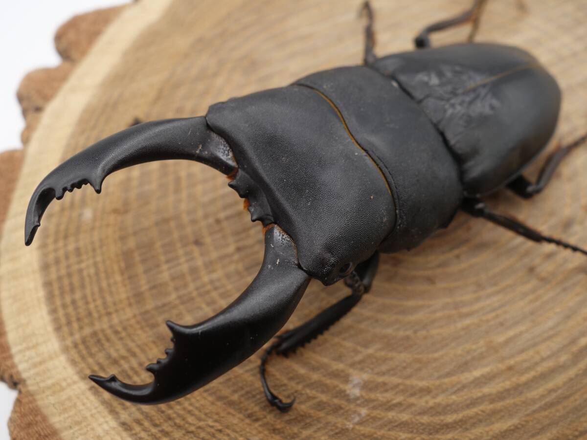 【タイタン】 WDライン テイオウオオヒラタ ♂94mm ♀46.5mm ペア拍卖