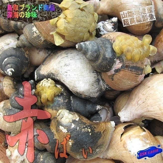 お刺身用「赤バイ1kg」刺身用、お寿司屋さん御用達、コリコリした食感がたまりません!!拍卖