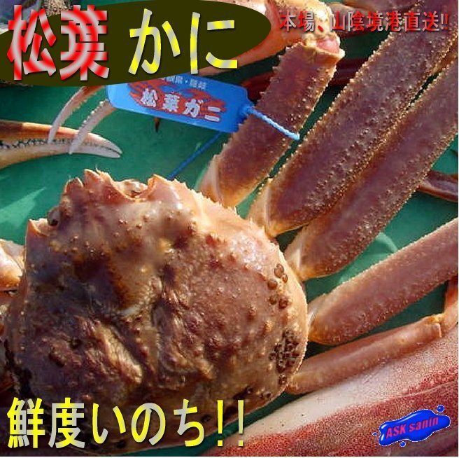 5本、蟹の王様!!-活、松葉蟹/特選600g以上-本場、山陰境港直送!!「活松葉600up」拍卖