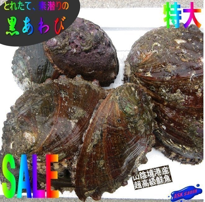 活物直送!!「黒あわび大-1kg」素潜りで採った、山陰境港産拍卖