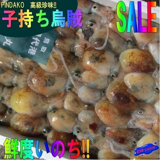 子持ち【ミミ烏賊3kg】-当港自慢の珍味- 『魚王国』境港産 「ピンダコ3kg 」拍卖