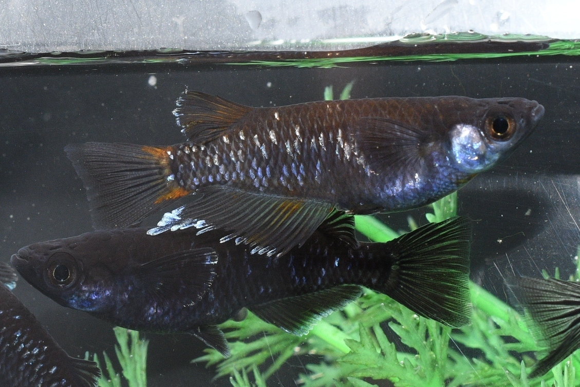 曜変天目メダカの稚魚・10匹 メダカ屋猫飯拍卖