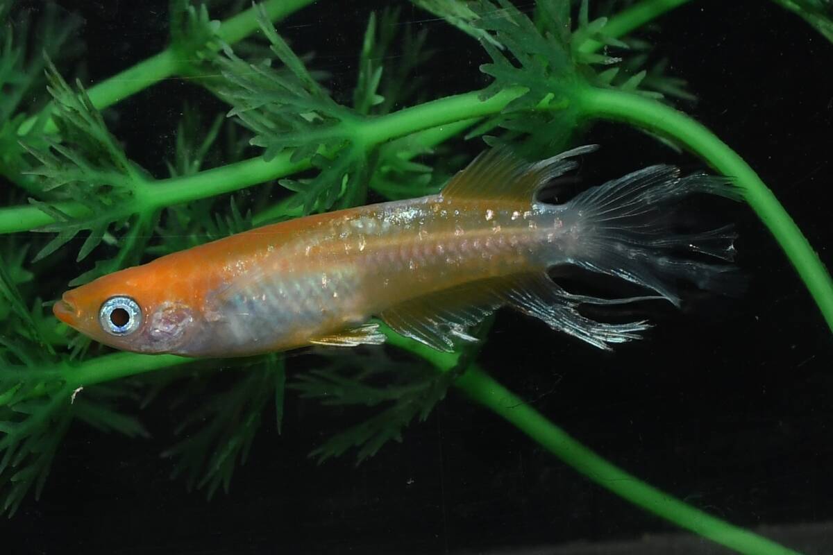 【猫飯】上物市!深紅のデーンモルフォキッシングΩスワローメダカ・雄1匹雌2匹 F2 現物 めだか セット 成魚 送料後確定拍卖