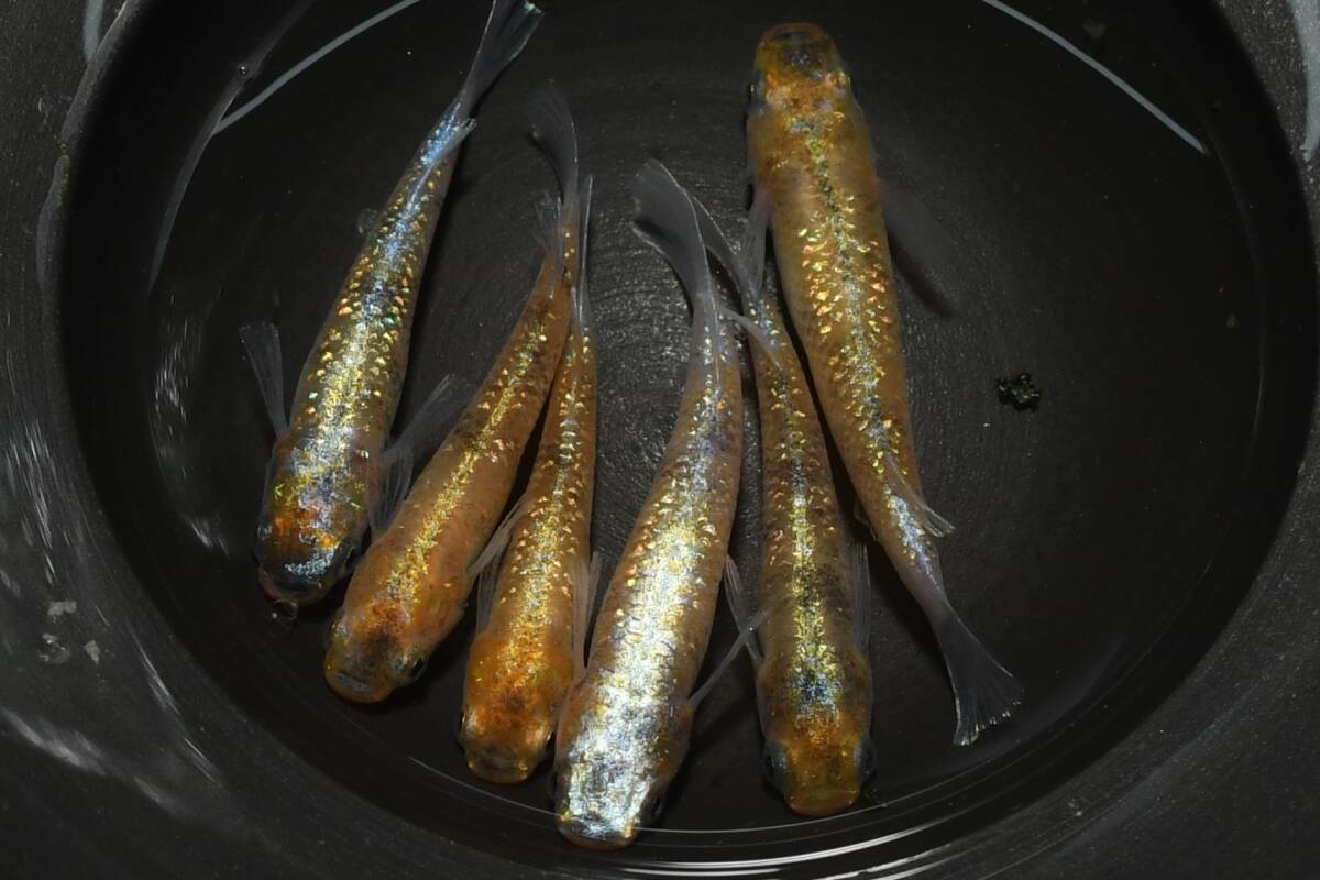 【猫飯】最新品種!雷神三色メダカ・3ペア N2 現物 めだか セット 成魚 送料後確定拍卖