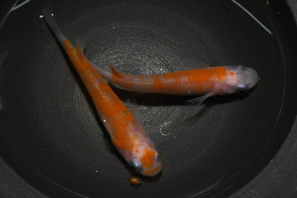 【猫飯】上物市!乱れ桜メダカ・1ペア M3 現物 めだか セット 成魚 送料後確定拍卖