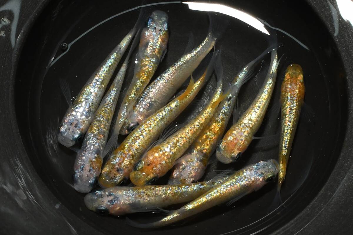 【猫飯】ユリシスパラディーゾレッドレースメダカ・雄10匹 P16 現物 めだか セット 成魚 送料後確定拍卖