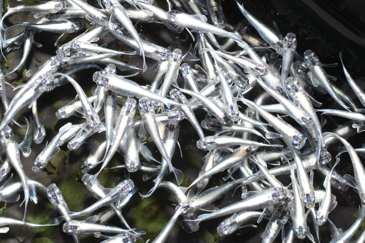 【猫飯】2025年生まれ!サンセット極龍メダカ・約20ミリ10匹 ランダム 野外無加温 めだか拍卖