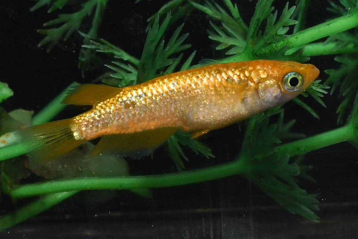 【猫飯】サンシャインキッシングメダカ・1ペア L1 現物 めだか セット 成魚 送料後確定拍卖