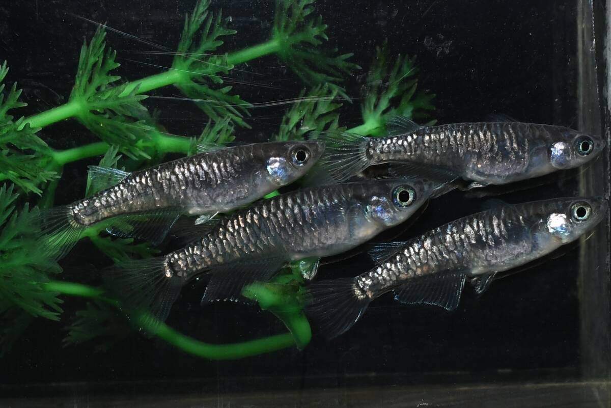 【猫飯】カガミ鱗黒幹之メダカ・雄1匹雌4匹 P8 現物 めだか セット 成魚 送料後確定拍卖