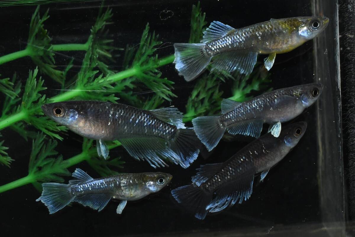【猫飯】上物市!シャインブルーメダカ・雄2匹雌4匹 D3 現物 めだか セット 成魚 送料後確定拍卖
