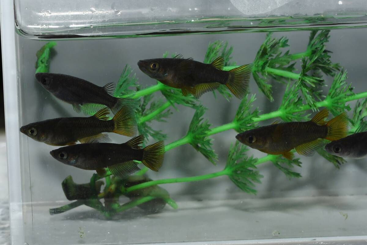 【猫飯】カイジメダカ・3ペア E12 現物 めだか セット 成魚 送料後確定拍卖