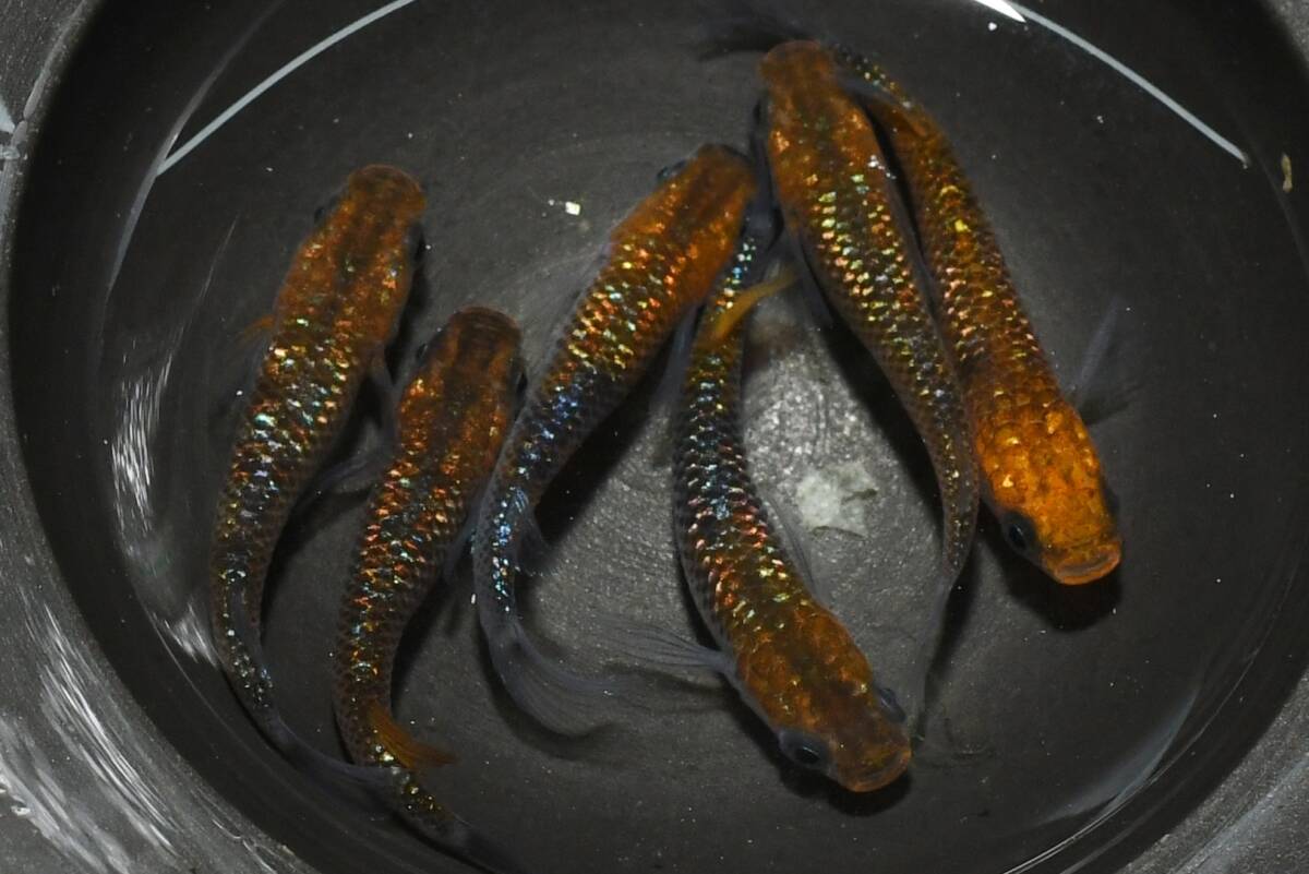 【猫飯】獅子流し×雷神メダカ・3ペア F7 現物 めだか セット 成魚 送料後確定拍卖